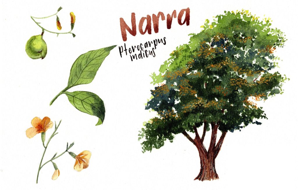 national-tree-of-the-philippines_1725633508