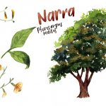 national-tree-of-the-philippines_1725633508
