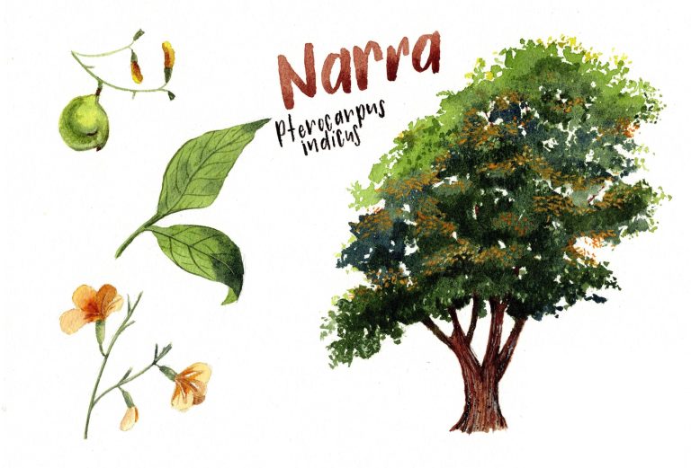 national-tree-of-the-philippines_1725633508